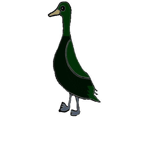 Ducks Waterfowl Sticker
