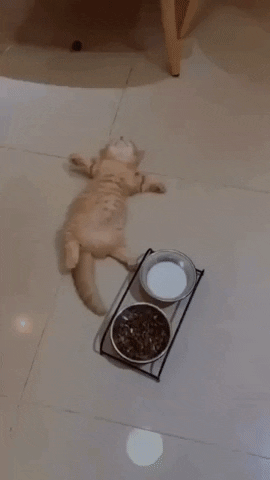 cuteanimalland giphyupload GIF