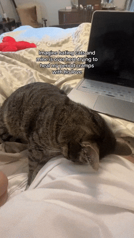cuteanimalland giphyupload GIF