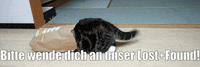 unsereoebb cat katze oebb weltkatzentag GIF