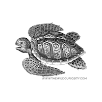 Climate Crisis Illustration Sticker by The Wild Curiosity