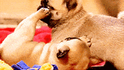 pug playing GIF