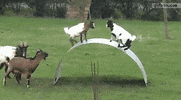 play goats GIF