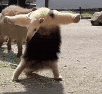 Capybara Anteater GIF