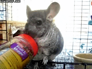jar chinchilla GIF by Cheezburger