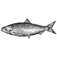 Fisk Sill Sticker by Orkla FoodSolutions