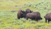 GIF by National Geographic Channel