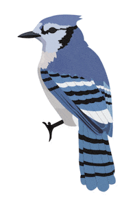 Blue Jay Bird Sticker by Sydney Sherrill