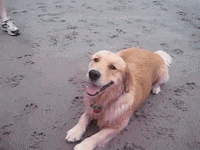 Tired Golden Retriever GIF