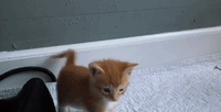 Young Kitten Plays With Brothers