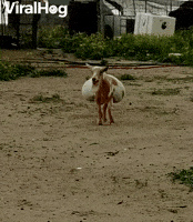 Pregnant Goat Has Saddlebag Stomach GIF by ViralHog