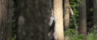 toronto international film festival hidden man GIF by TIFF