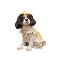 Cavalierkingcharlesspaniel Sticker