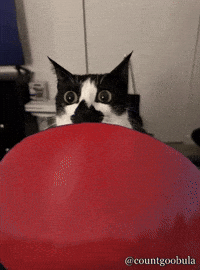 countgoobula cat tomato funnycat catmeme GIF