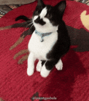 Tuxedo Cat Kitty GIF