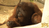 Hungry Orang Utan GIF by Brookfield Zoo