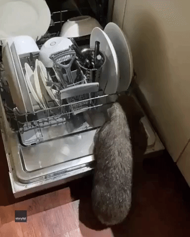 Wombat 'Helps' to Load Dishwasher for Carer