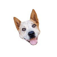 Dog Cr Sticker by Collar & Ruff