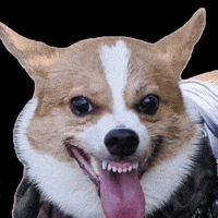 GAJUMARU0901 corgi おやすみ コギ 怖い GIF