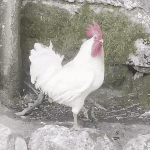 What Are You Looking At GIF by Mike Tuck