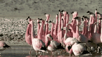 flamingo groups GIF