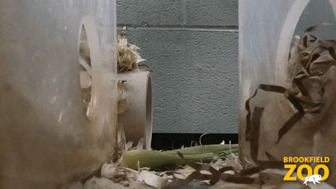 Spying Naked Mole Rat GIF by Brookfield Zoo
