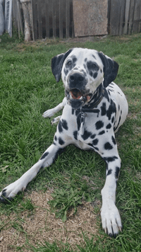 Dog Barking GIF