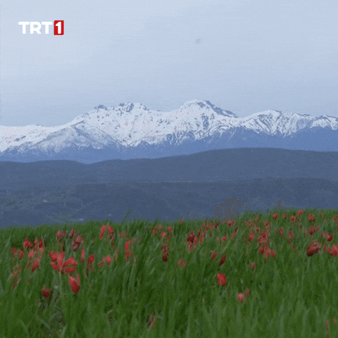 Travel Vacation GIF by TRT
