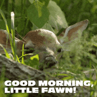 organicvalley  GIF