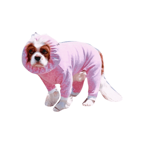 Cavalierkingcharlesspaniel Love Sticker