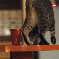 International Cat Day GIF by BuzzFeed