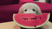 fofo GIF