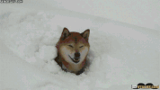 fofo GIF