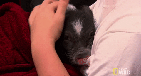 Nat Geo Wild Pig GIF by Dr. K's Exotic Animal ER