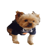 yorkie STICKER by imoji