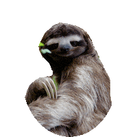 sloth hello STICKER by imoji