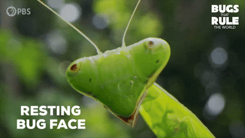 Praying Mantis Smile GIF by PBS