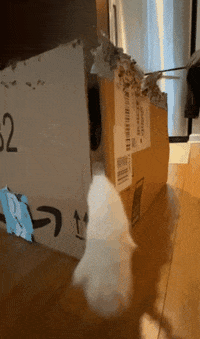 Cat Fun GIF by Gottalotta