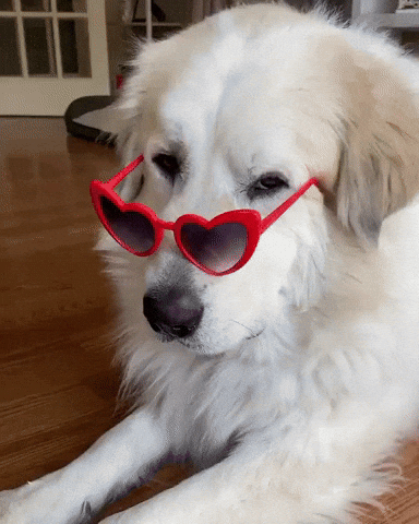 Video gif Fluffy white dog peers down his snout over red heart-shaped sunglasses at us