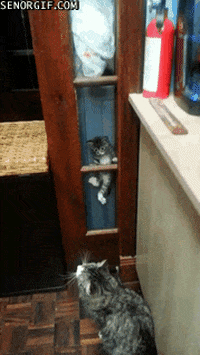 Cats Falling GIF