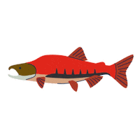 Fish Fishing Sticker by Tourism Vancouver Island