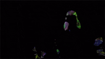 Post Animal GIF by Polyvinyl Records