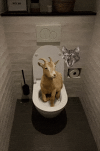 Zuidlaren GIF