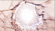 north hollywood sun GIF by Charles Pieper
