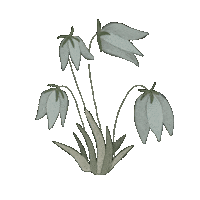 Victoria_michelle_ blue nature flower flowers Sticker