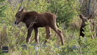 Adorable Baby Moose Explore Colorado's Rocky Mountain National Park