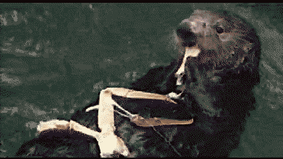 Otter GIF
