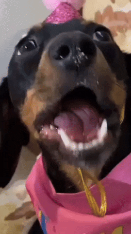 Barbieweenie dog birthday happy birthday yummy GIF