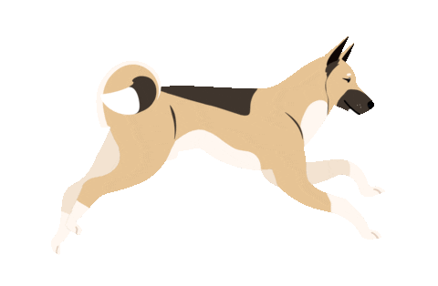 Cão a correr