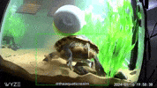 Pond Slider Twerk GIF